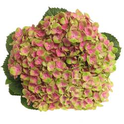 Hortensie rosa/grün Amethyst Bol 13cm 40cm