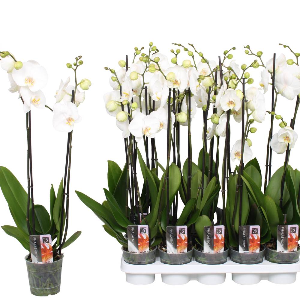 Phal.2-R weiss Star T12 H060