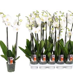 Phal.2-R weiss Star T12 H060