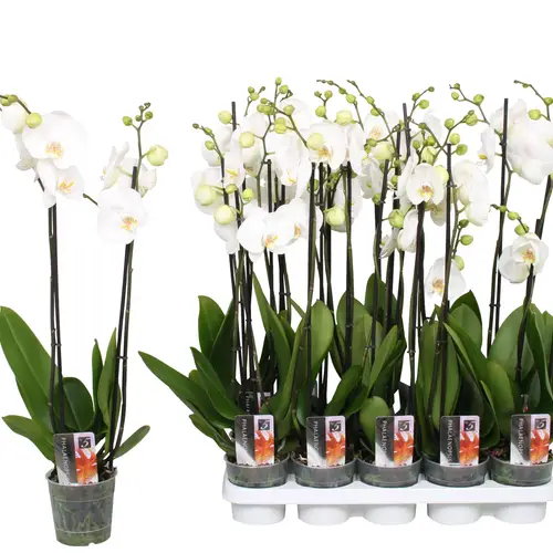 Phal.2-R weiss Star T12 H060
