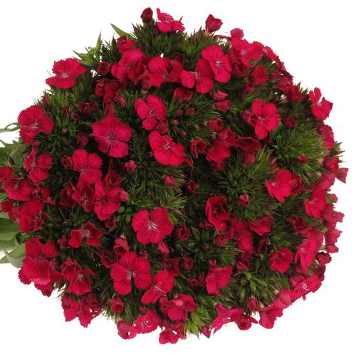Bartnelke fuchsia Neon Cherry 60cm