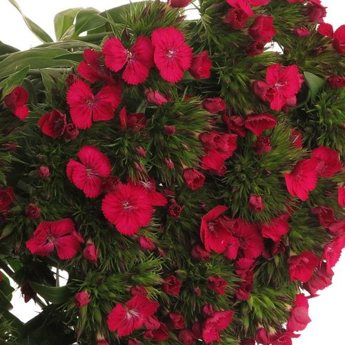 Bartnelke fuchsia Neon Cherry 60cm