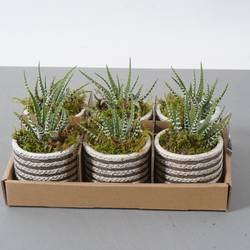 Succ.Arr PTSGN2416 T08 H011