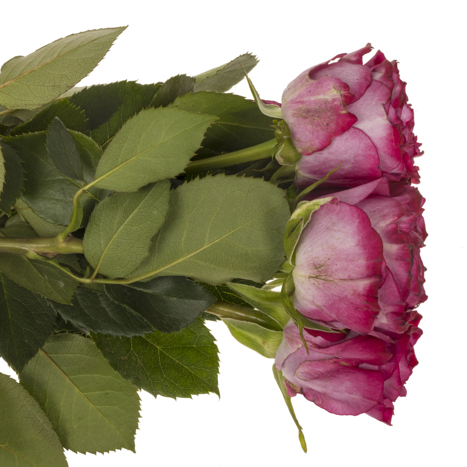 Rose fuchsia-rosa Garcia 50cm