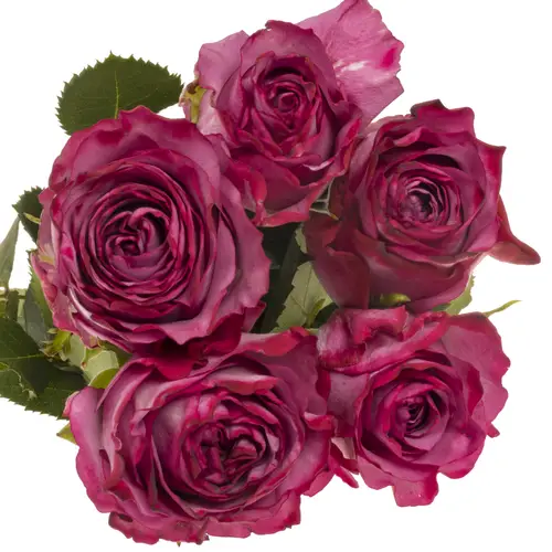 Rose fuchsia-rosa Garcia 50cm