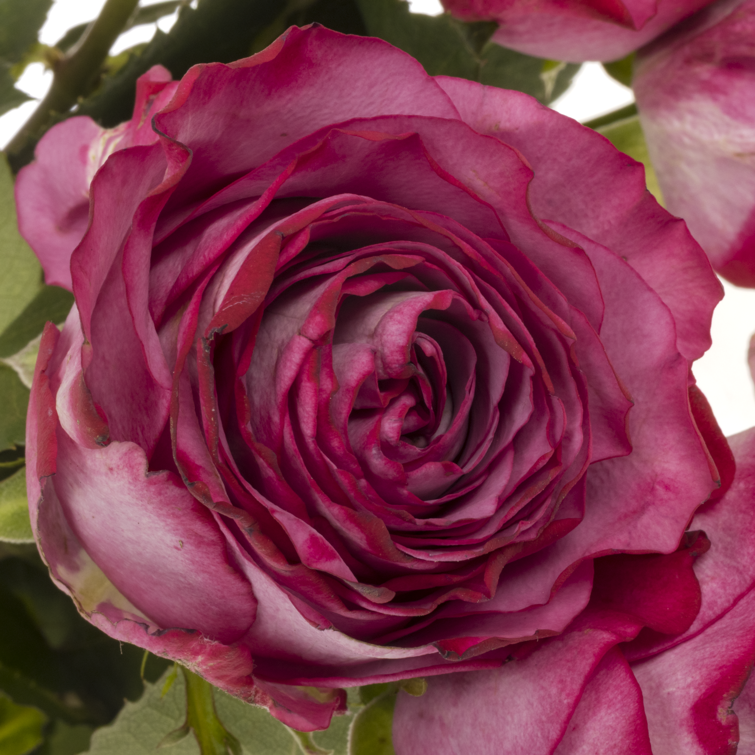 Rose fuchsia-rosa Garcia 50cm