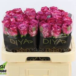 Rose fuchsia-rosa Garcia 50cm