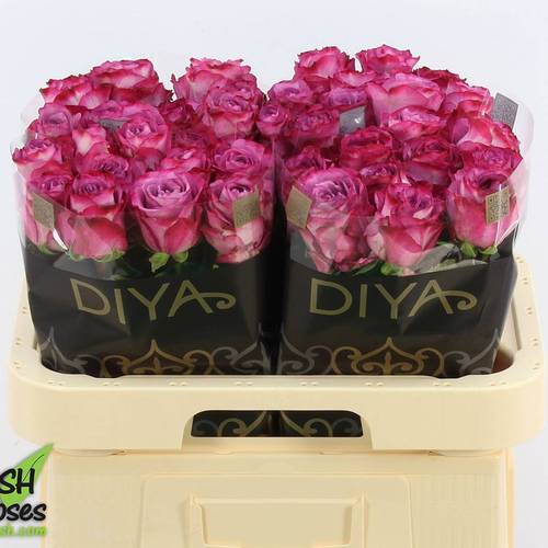 Rose fuchsia-rosa Garcia 50cm