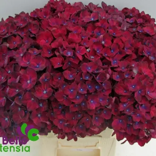Hortensie dkl lila/blau Amber Bol 19cm 60cm