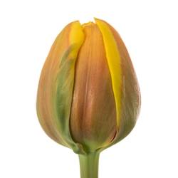 Tulpe rot/gelb doppel Vuelta Triflor 36 Gramm