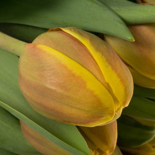 Tulpe rot/gelb doppel Vuelta Triflor 36 Gramm