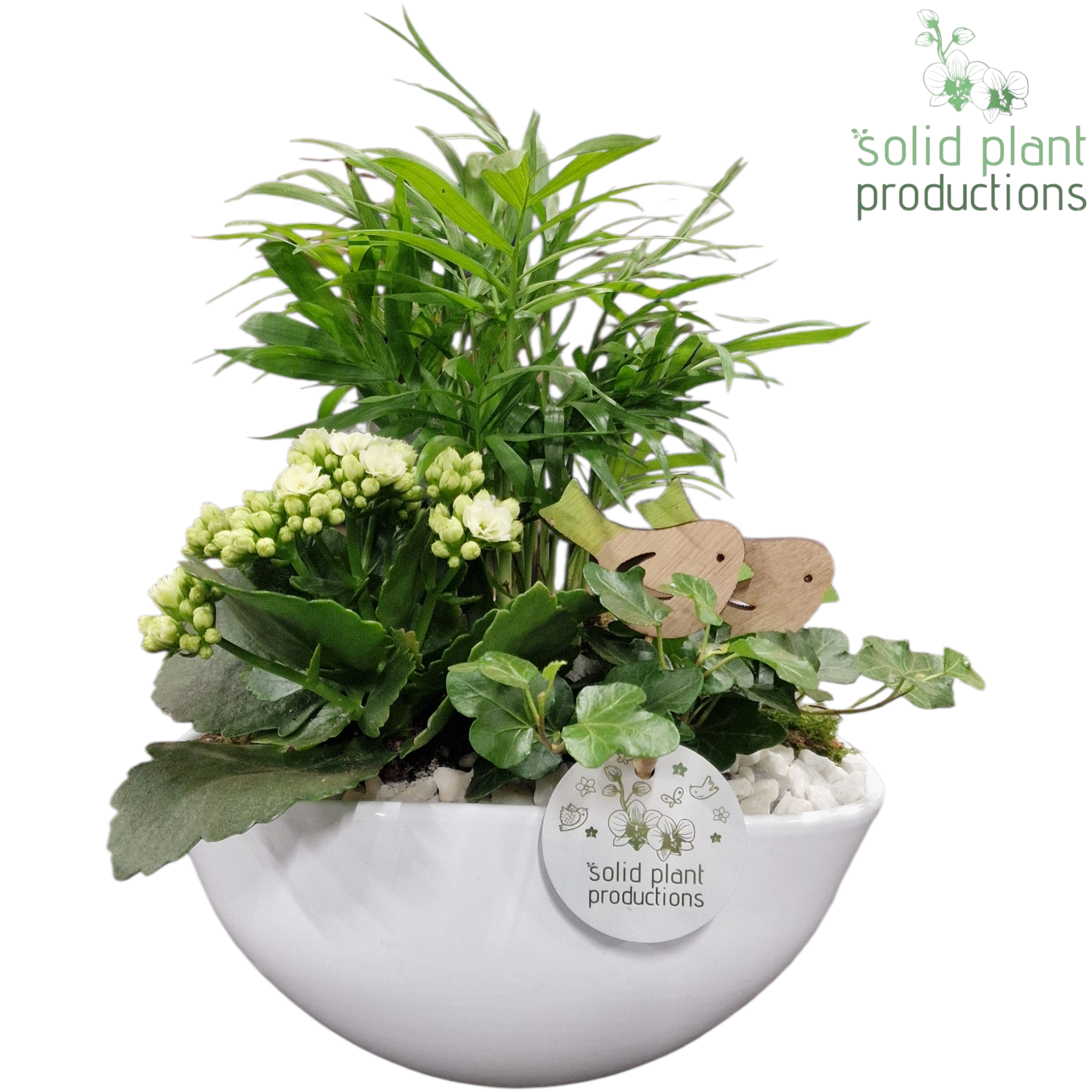 Chamaed.Arr CH005 Evelyn weiss T22 H035