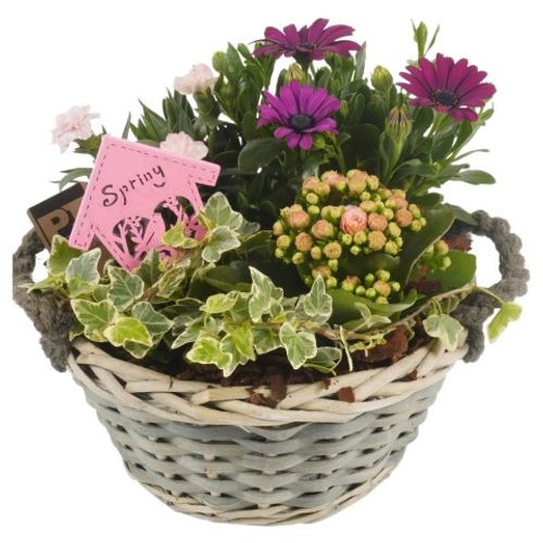 Garten Arr3839 T23 H24