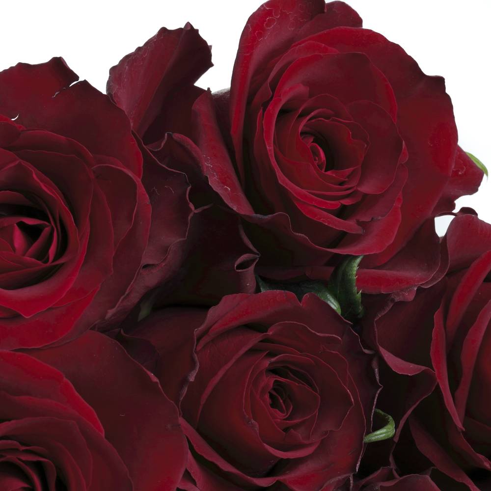 Rose rot Ever Red 90cm