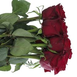 Rose rot Ever Red 90cm