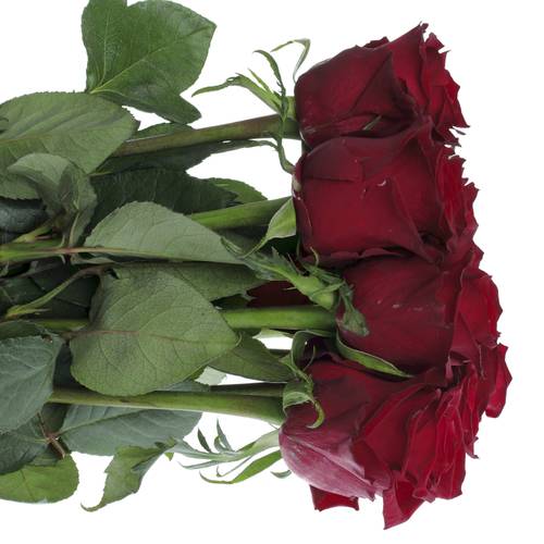 Rose rot Ever Red 90cm