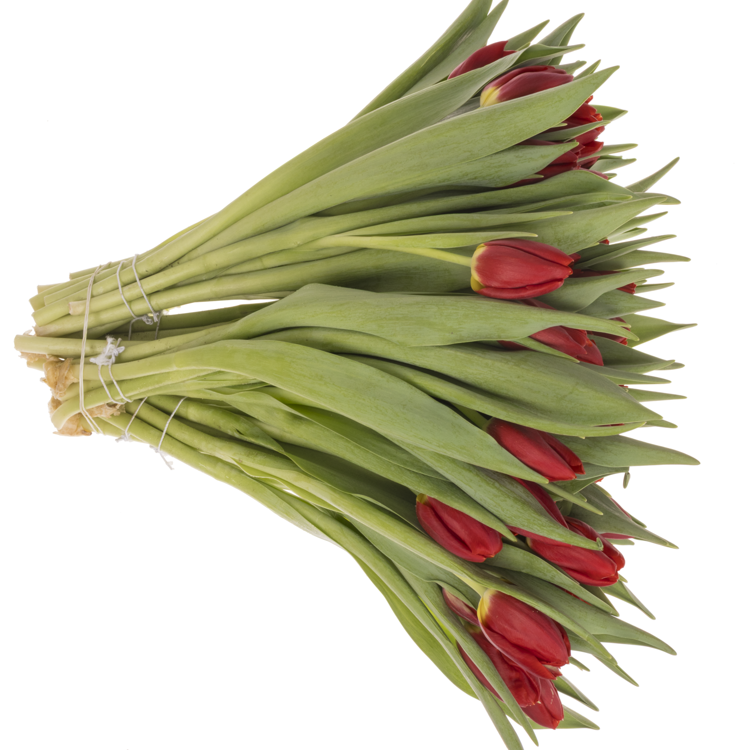 Tulpe rot Red Stone 40 Gramm