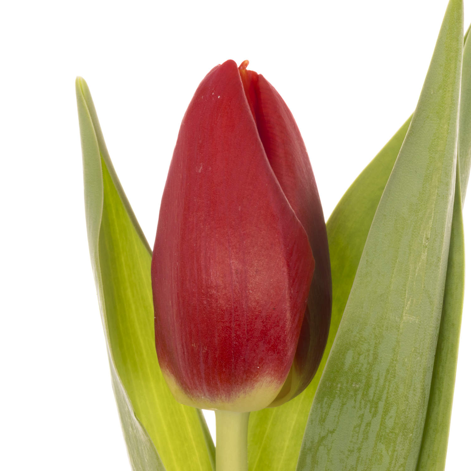 Tulpe rot Red Stone 40 Gramm