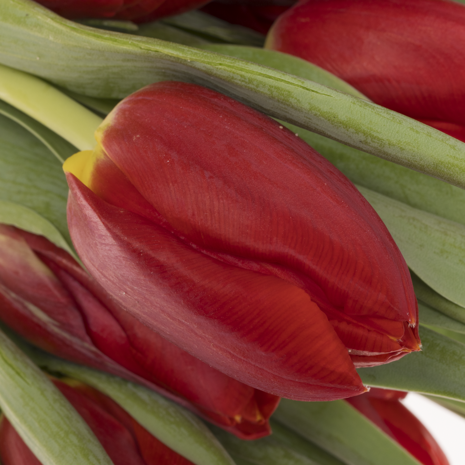 Tulpe rot Red Stone 40 Gramm