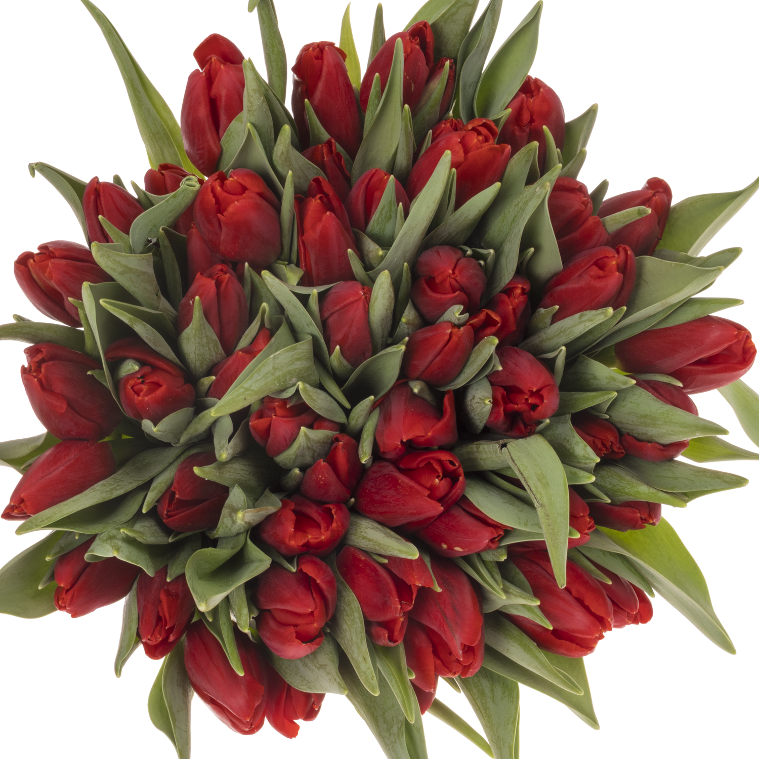 Tulpe rot Red Stone 40 Gramm