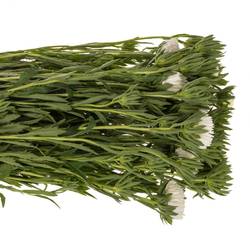 Aster verzweigt weiss  75cm
