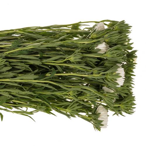 Aster verzweigt weiss  75cm