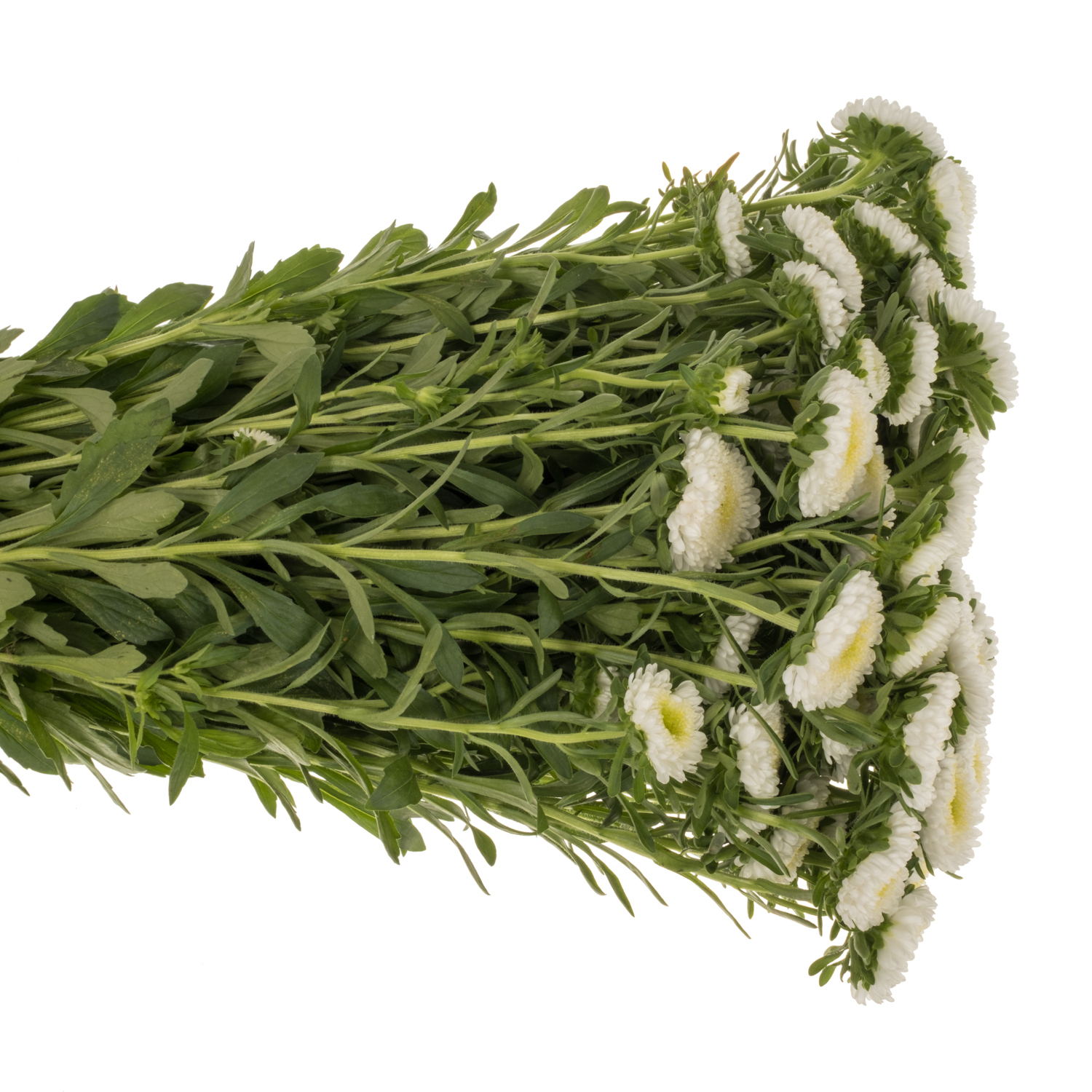 Aster weiss Verzweigt x20 70cm