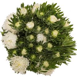 Aster verzweigt weiss  75cm