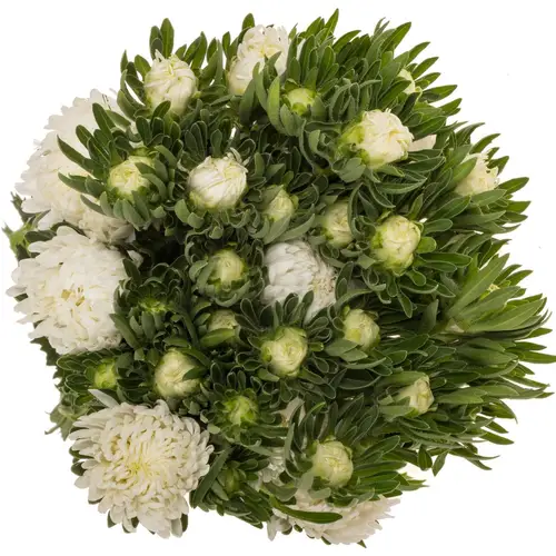 Aster verzweigt weiss  75cm