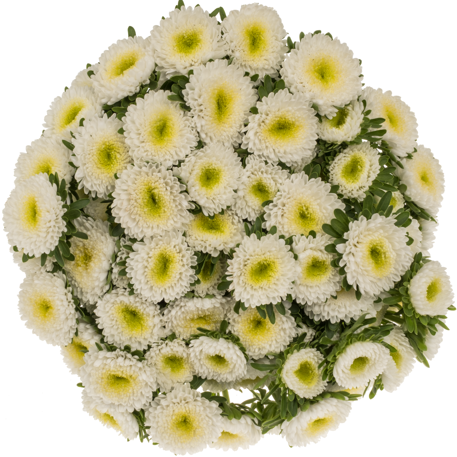 Aster weiss Verzweigt x20 70cm