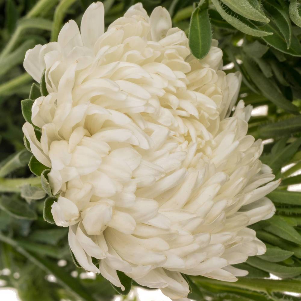 Aster verzweigt weiss  75cm