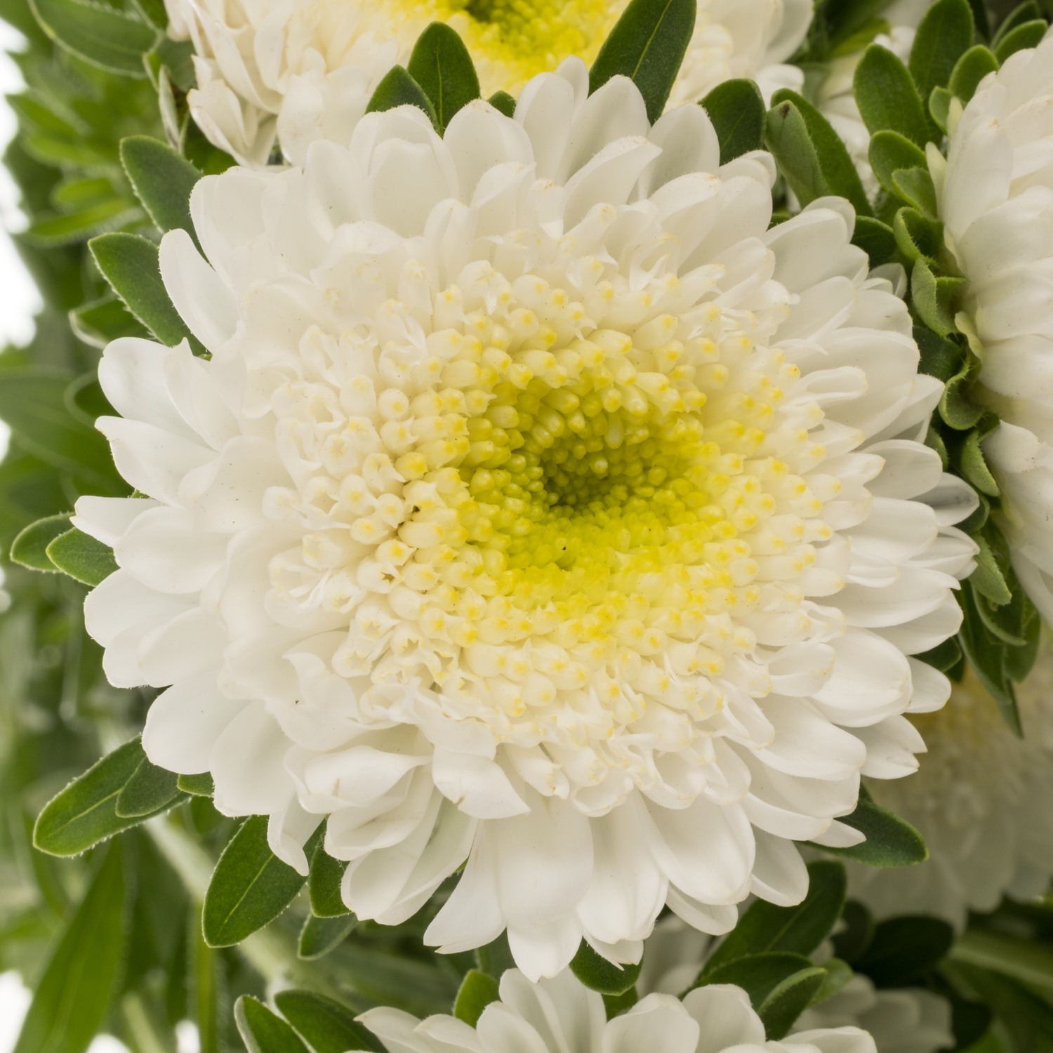 Aster weiss Verzweigt x20 70cm