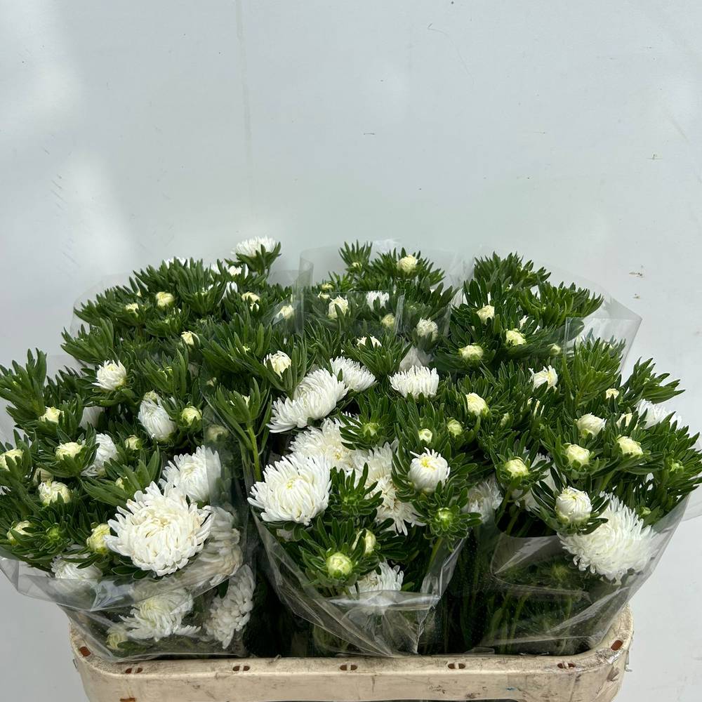 Aster verzweigt weiss  75cm