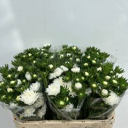 Aster verzweigt weiss  75cm