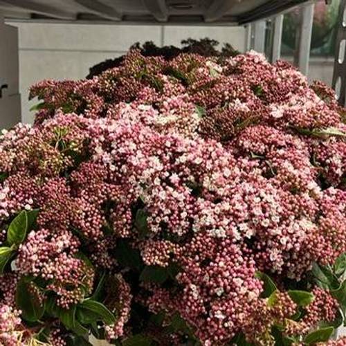 Viburnum rosa/creme Valeri 50cm