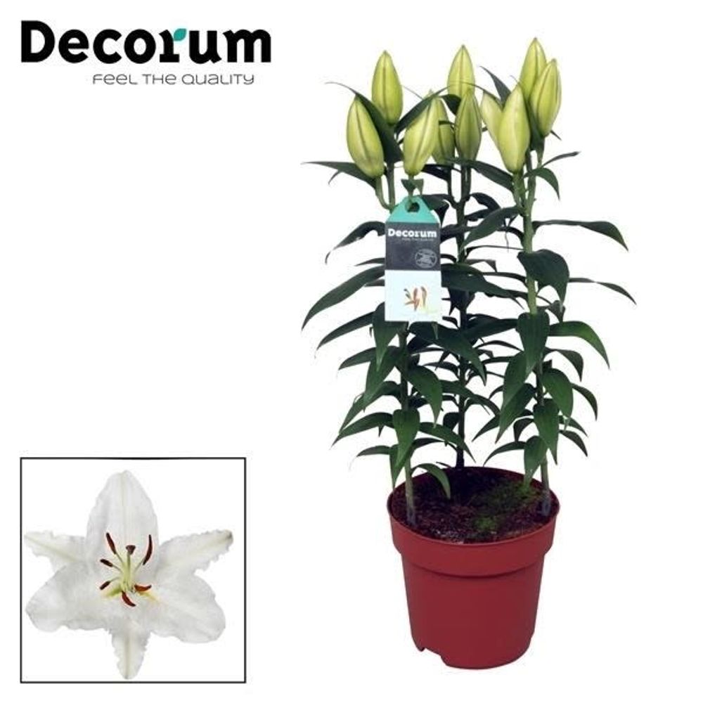 Lilien 3er Oriental weiss T17 H050