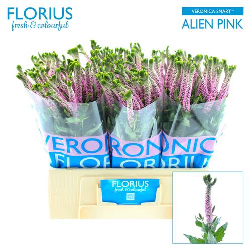 Veronica hell rosa Smart Alien 60cm