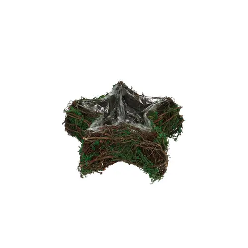 Mühlenbeckia Übertopf Stern Moos d23cm