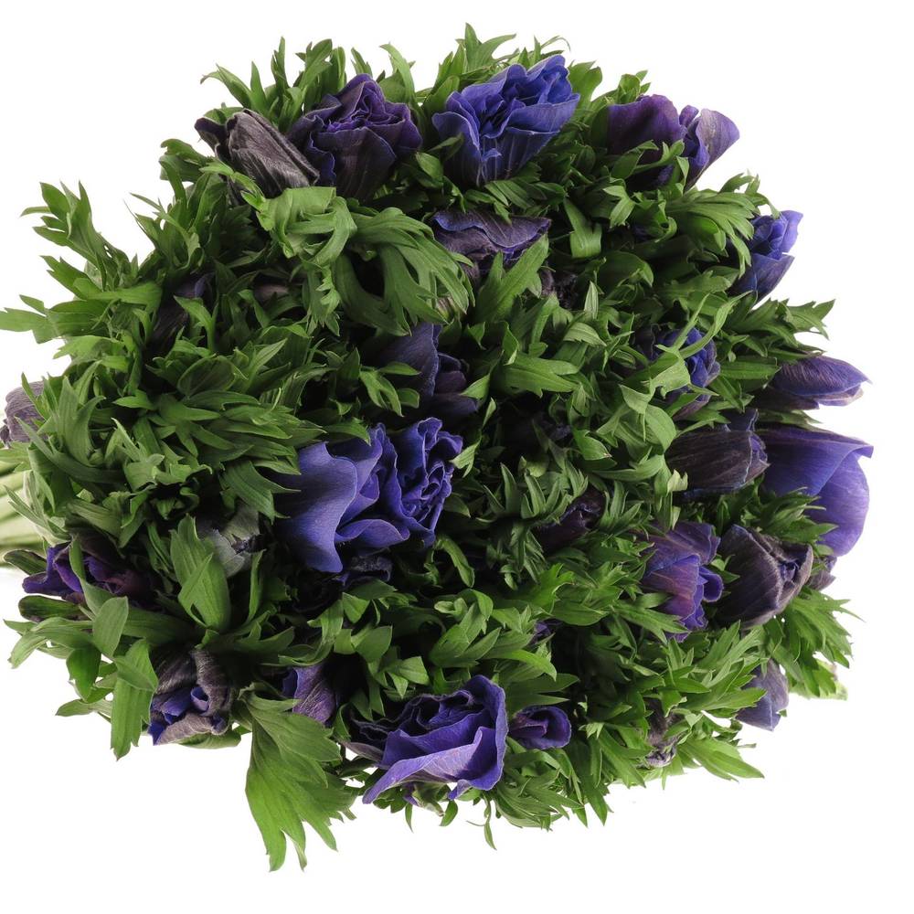 Anemone blau Ex Israel 40cm