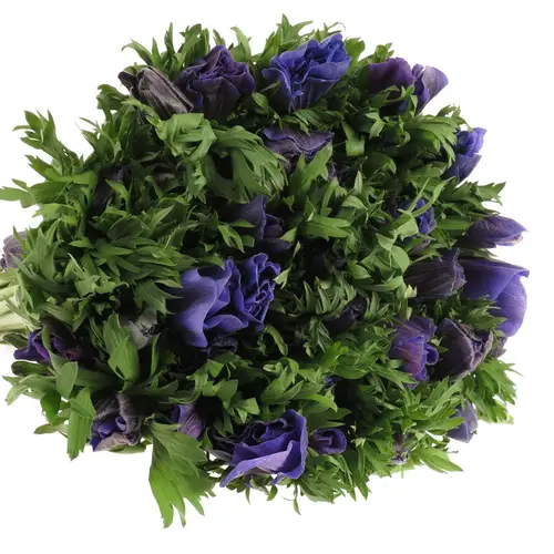 Anemone blau Ex Israel 40cm
