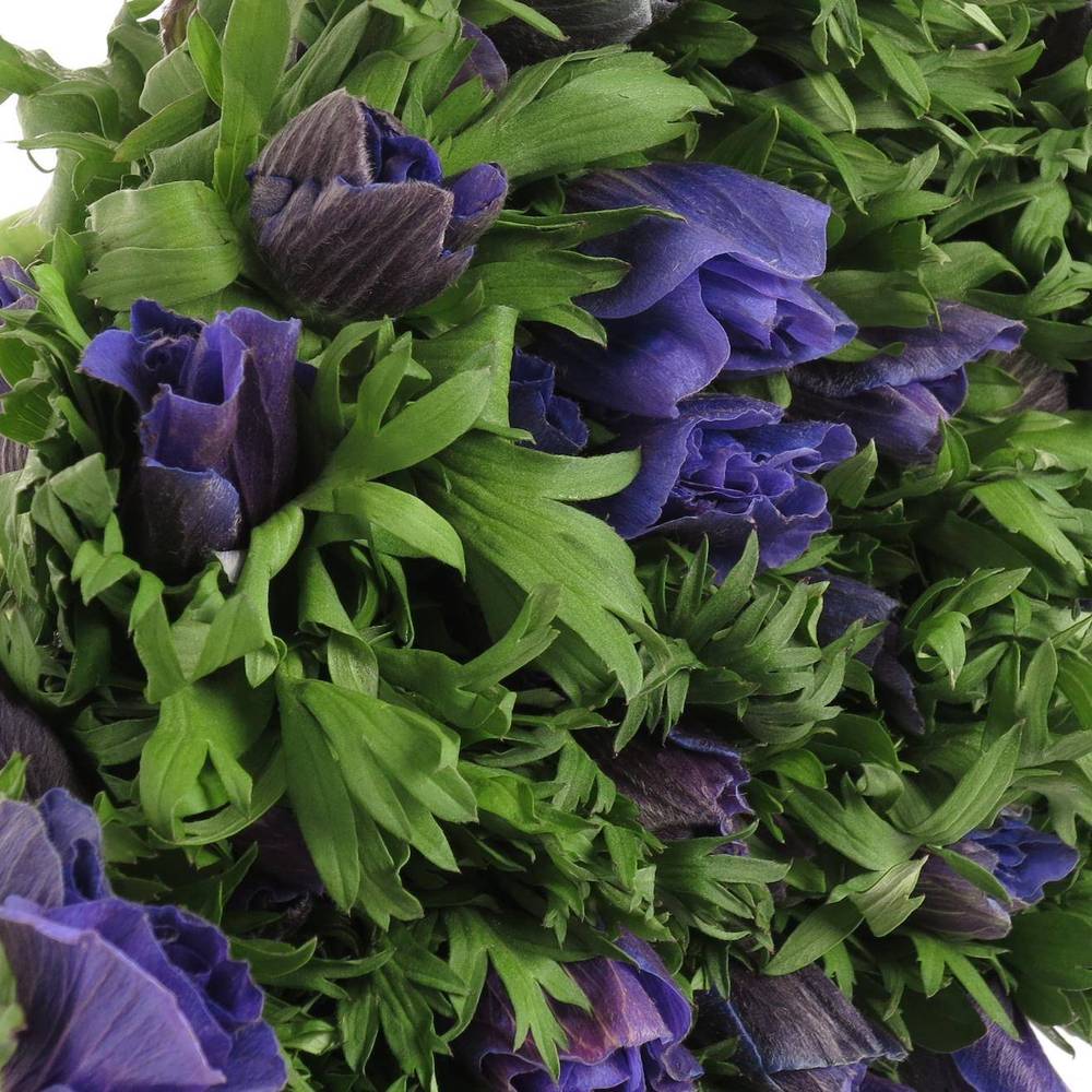 Anemone blau Ex Israel 40cm