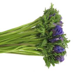 Anemone blau Ex Israel 40cm