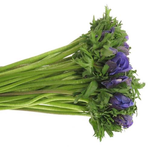 Anemone blau Ex Israel 40cm