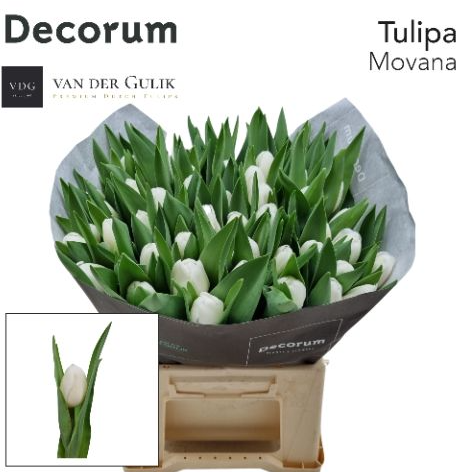 Tulpe weiss Movana 42 Gramm