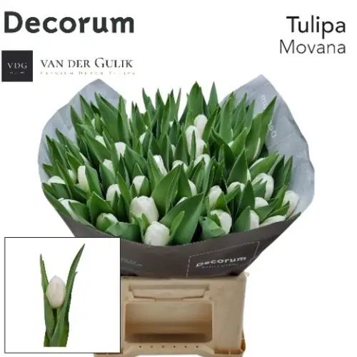 Tulpe weiss Movana 42 Gramm
