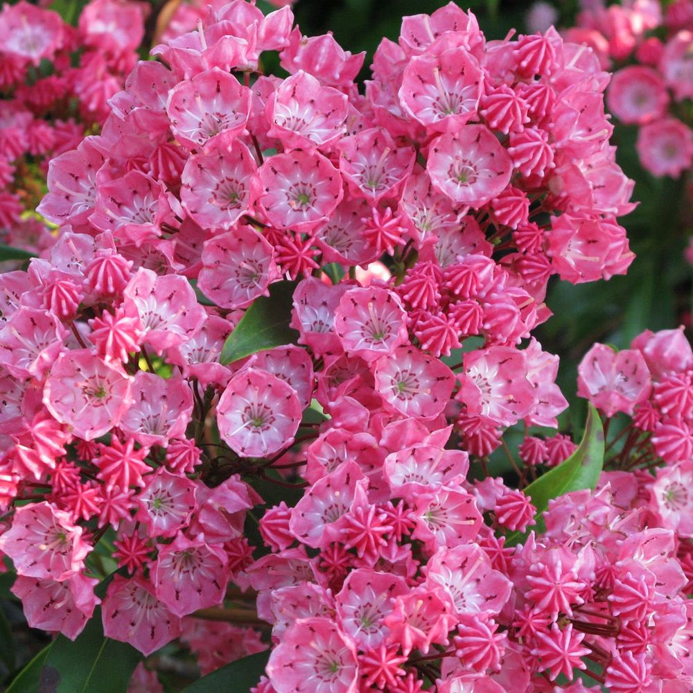 Kalmia Little Li T19 H30