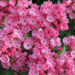 Kalmia Little Li T19 H30