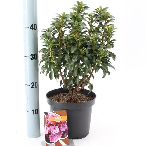 Kalmia Little Li T19 H30