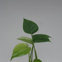 Monstera Deliciosa T6 H20