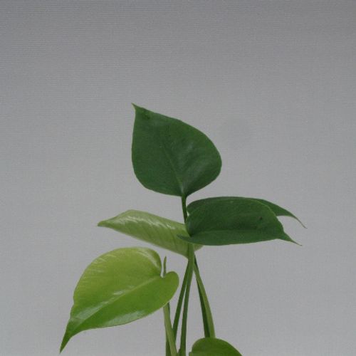 Monstera Deliciosa T6 H20